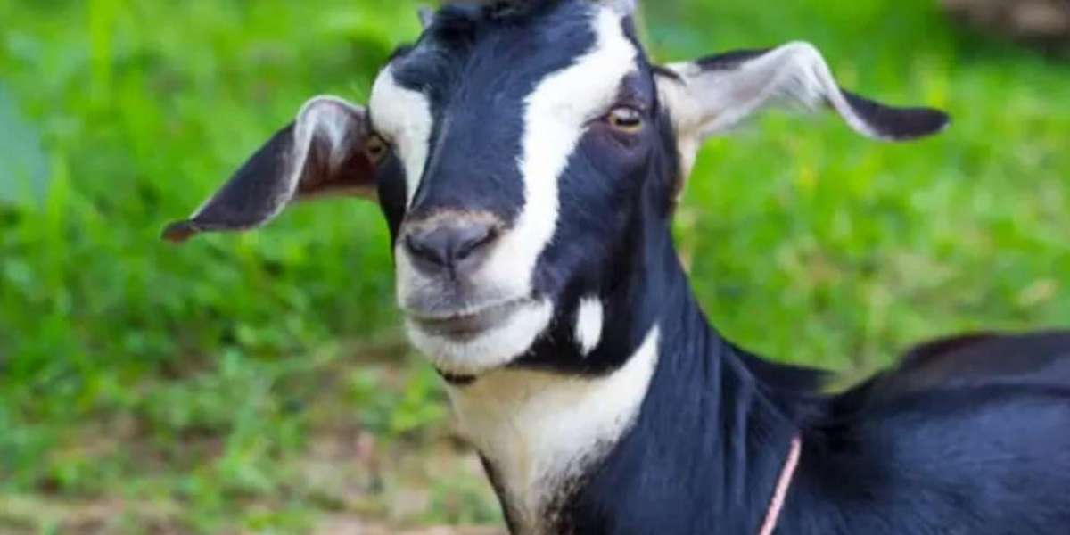 A worshiper was killed in a clash over selling goats donated by the mosque