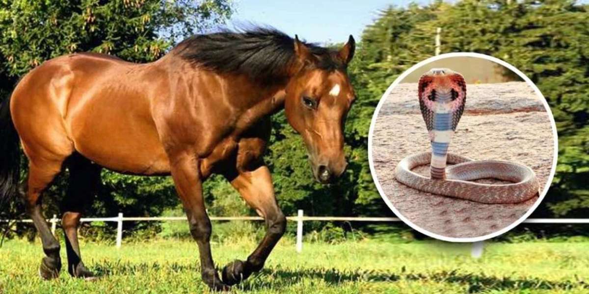 Many people do not know why horses do not die even after being bitten by poisonous snakes