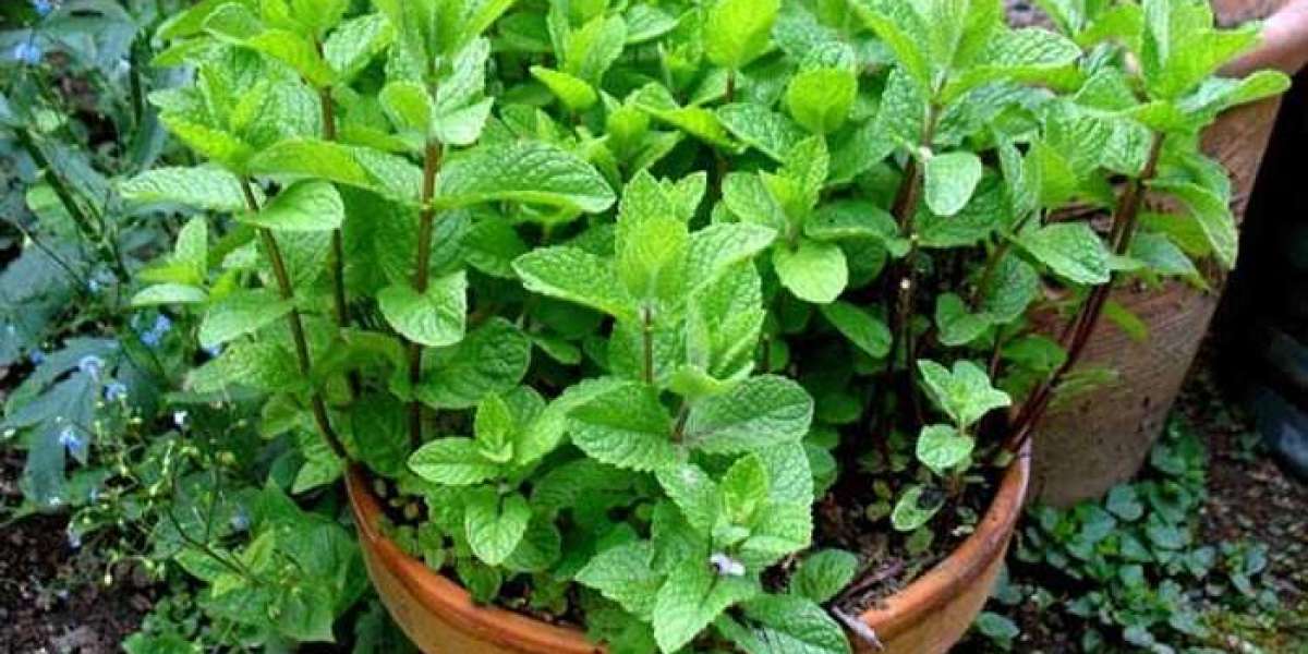 Some unknown uses of mint leaves, which will surprise you