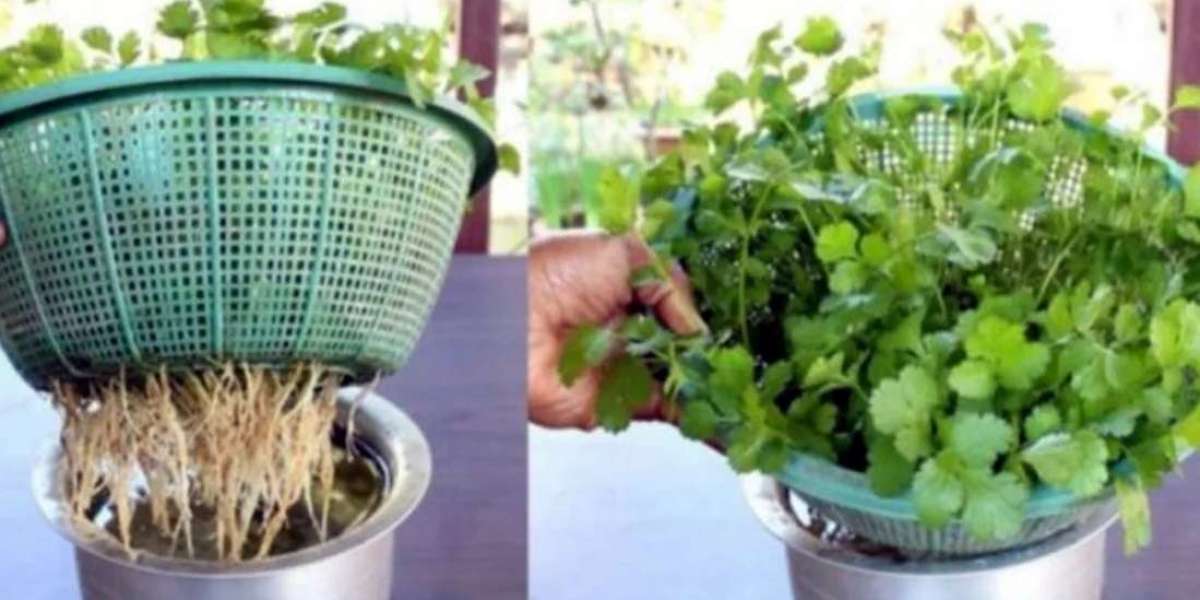 Cultivate coriander at home for 12 months without soil