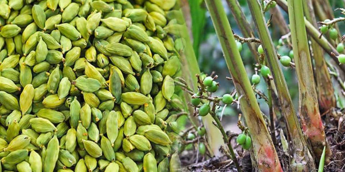 A great way to grow cardamom at home will be a bumper crop