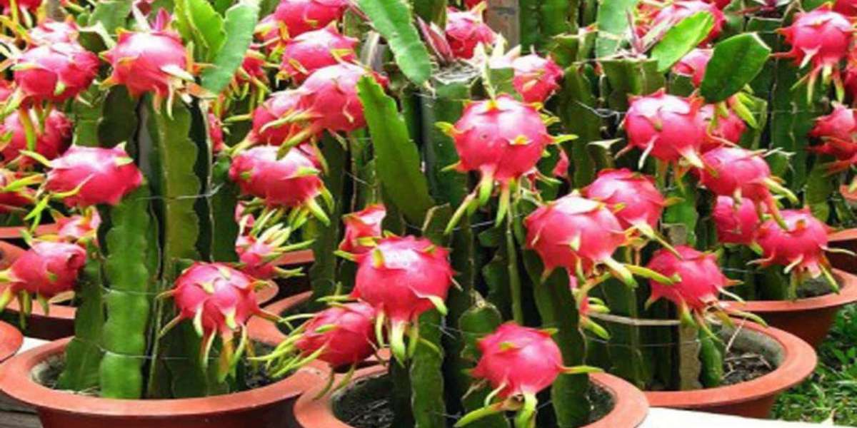 A great way to grow dragon fruit in rooftop tubs, would be bumper yields