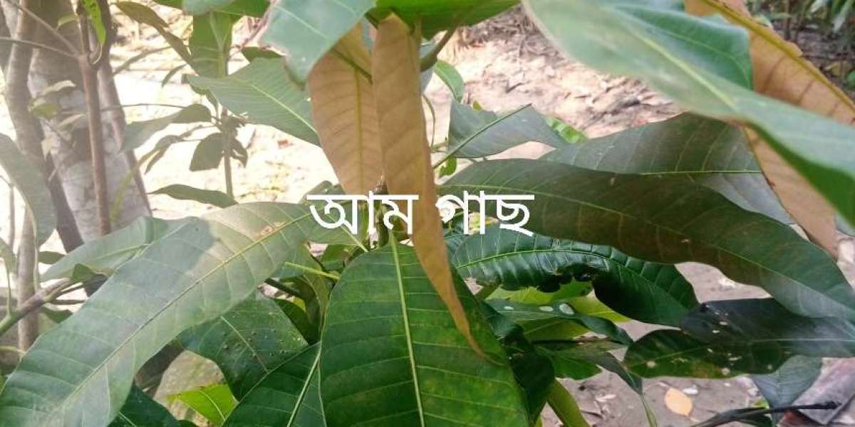 আম গাছ পরিবেশের ভারসাম্য রক্ষায় গুরুত্বপূর্ণ