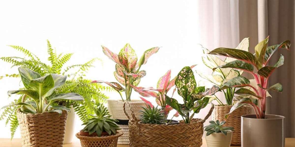 Benefits of indoor plants and how to care for them