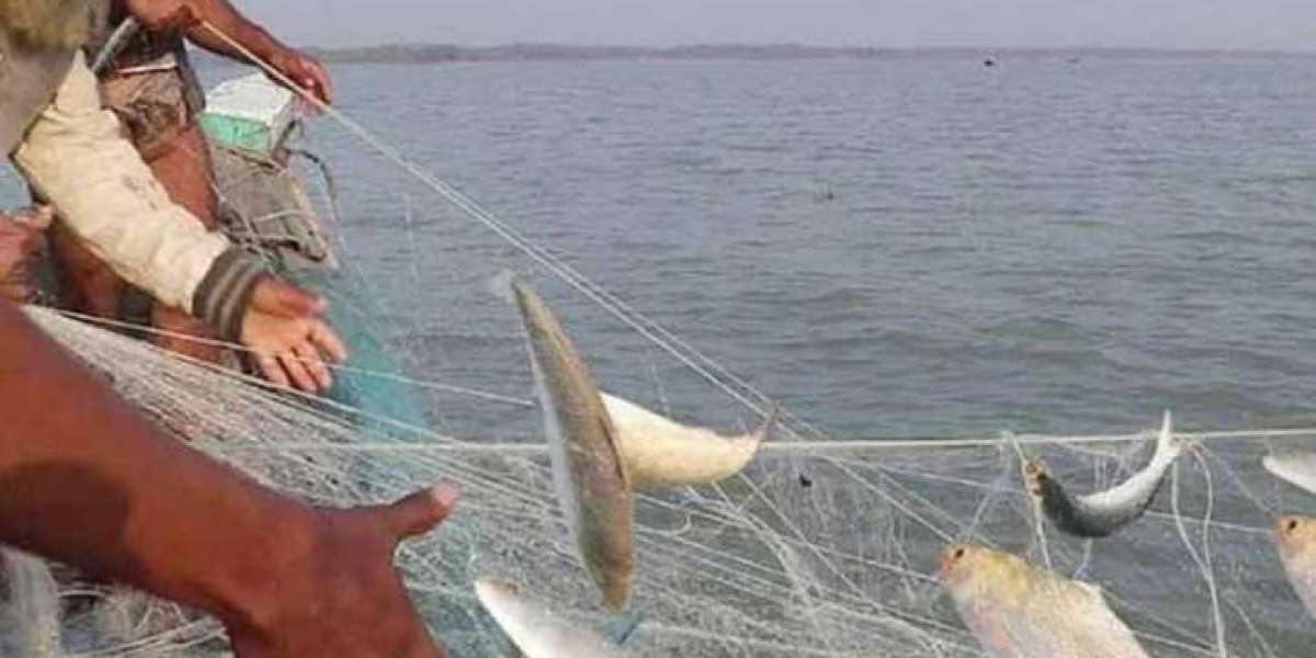 Ignoring the ban, Ma Hilsa hunting festival