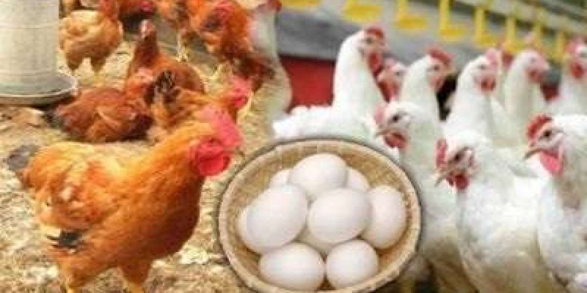 Despite the relief in the egg market, chickens are on fire