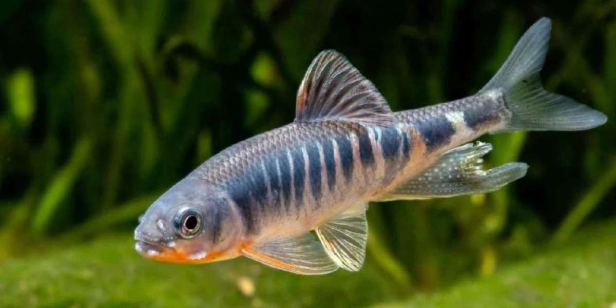 New species of fish found in China