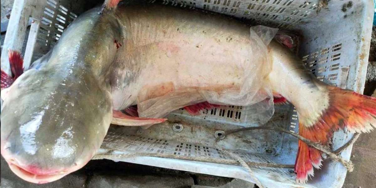 A huge pangas weighing 17 kg was caught in the hilsa net