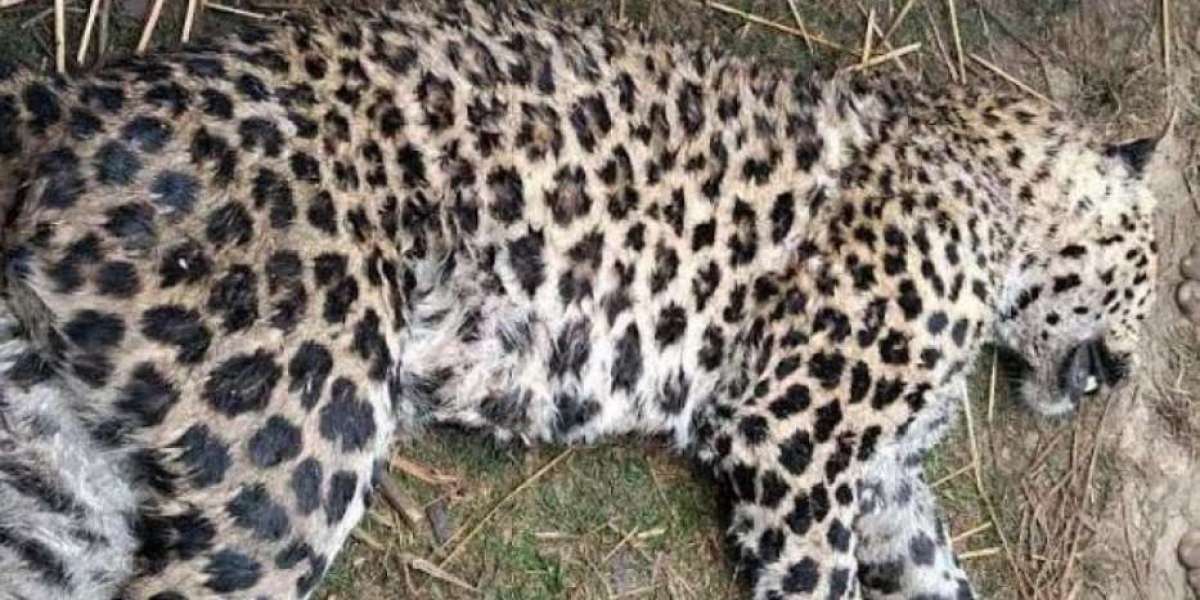 3 children killed the leopard to save the father!