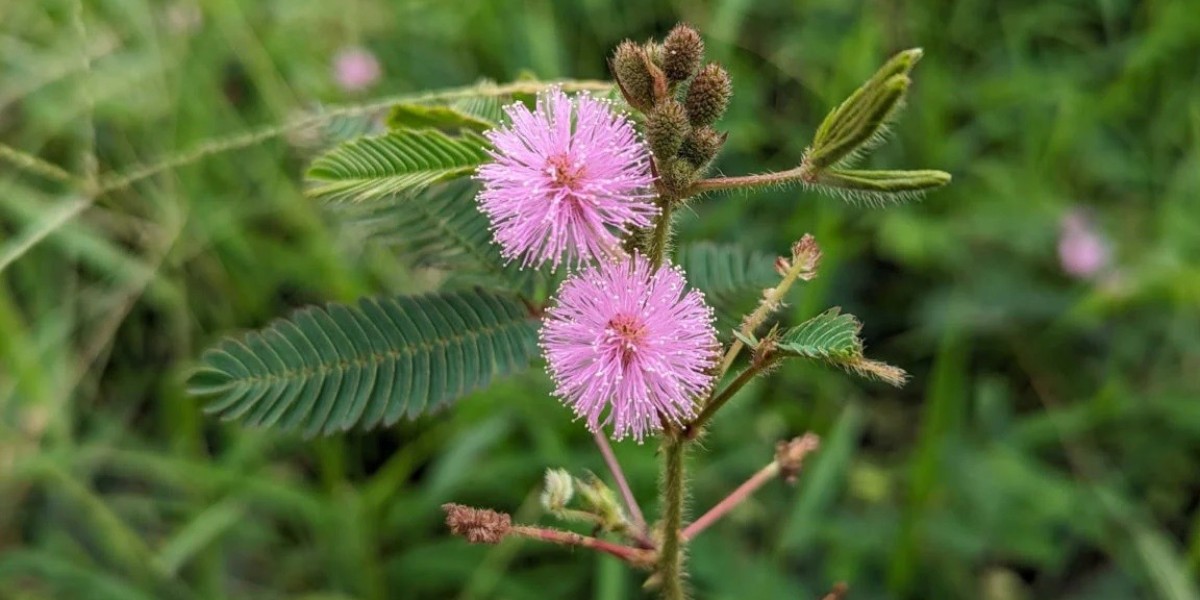 The health benefits of the mysterious Lajyavati plant