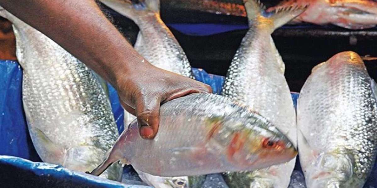 Year-round preservation method keeping the taste and smell of hilsa intact