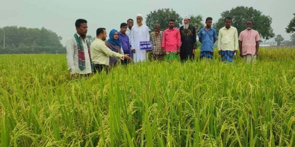 Two field days without 5 varieties of paddy in Gazipur