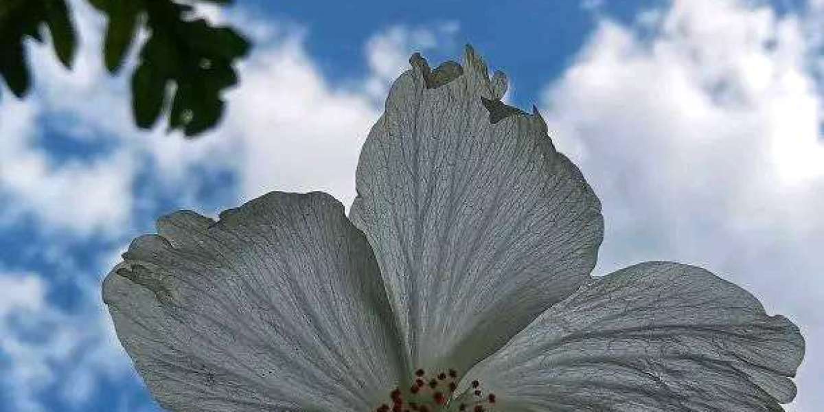 আবদুর রহমান ইবন আউফ (রাঃ)