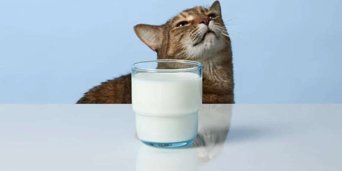 Drinking the milk of any animal will be intoxicating like alcohol