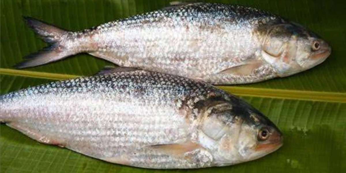 How to recognize the real hilsa fish