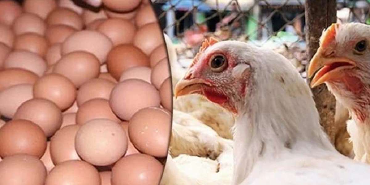 280 crore loot by increasing the price of eggs and chicken