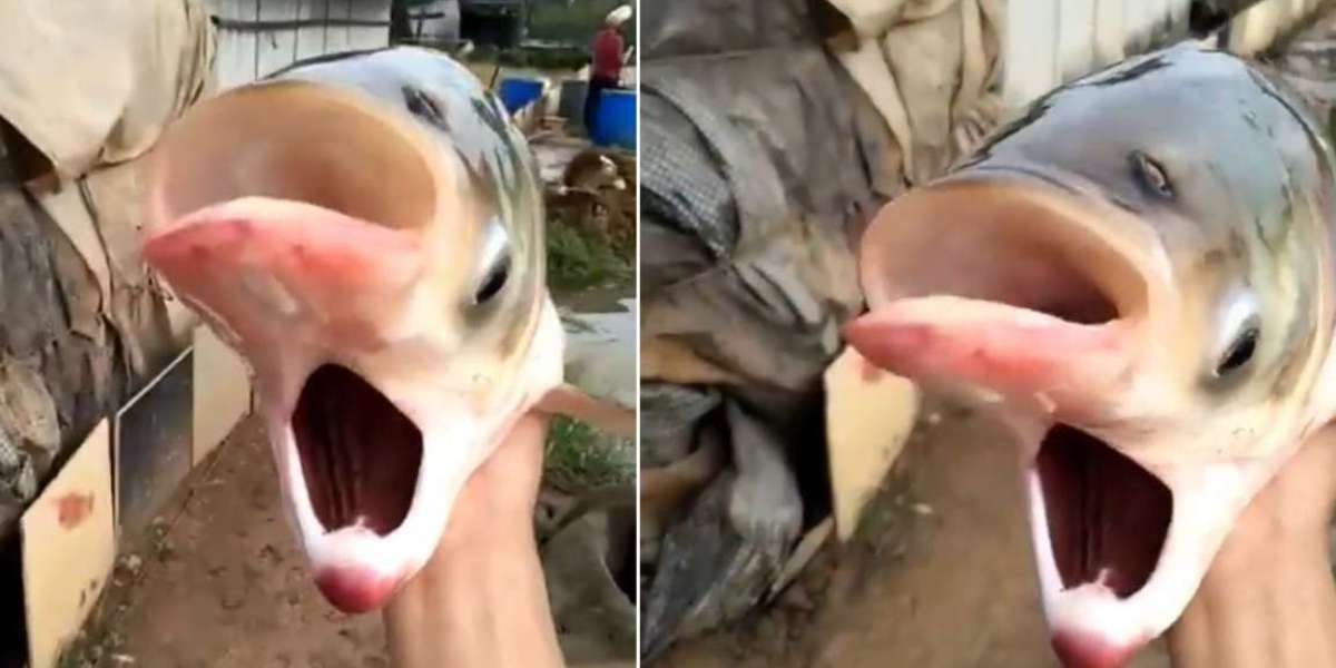 A strange fish with two faces and four eyes was caught in the fishing net