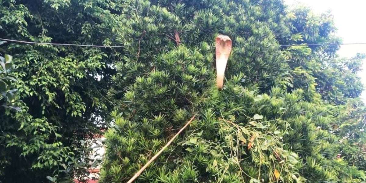 Monster-shaped king cobra took cover from the trunk of a tree, viral video