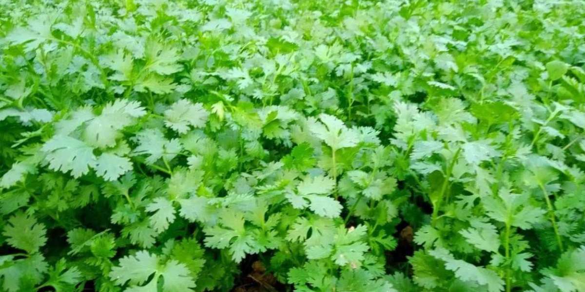 1000 taka per kg of coriander leaves in Sonagazi, Feni