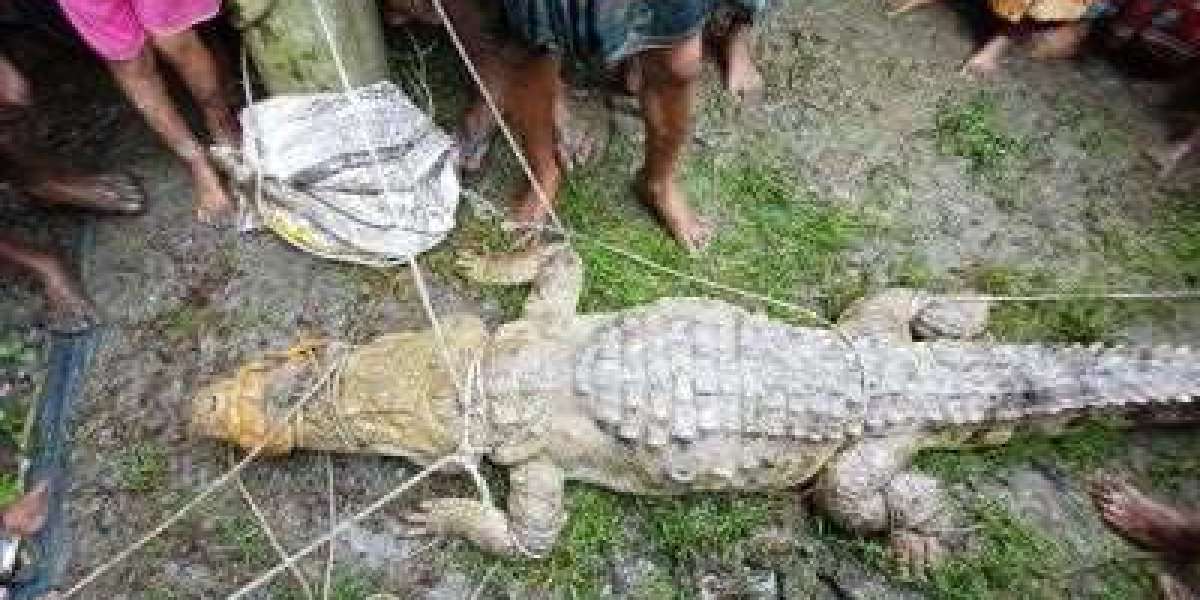 Crocodile rescued from pond, fisherman injured