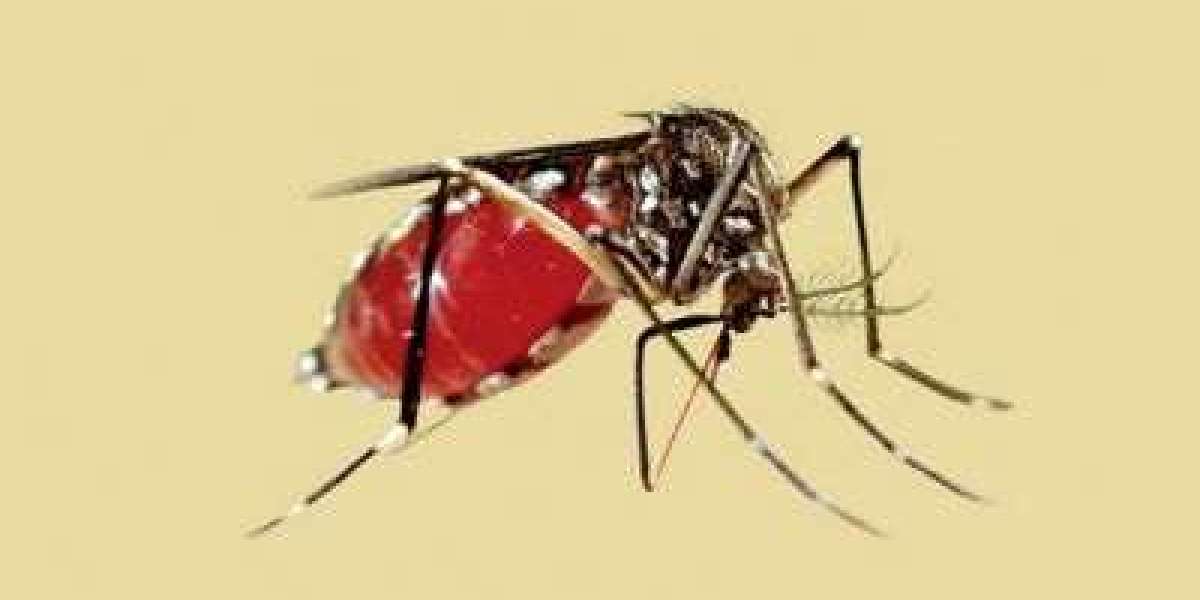 3 more people died of dengue in 24 hours, 1022 in hospital