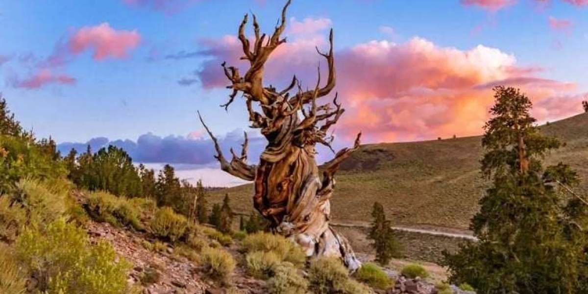 Methuselah is the oldest tree in the world