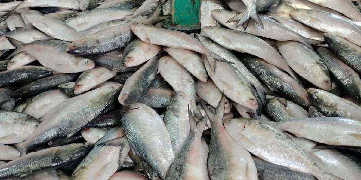 About 200 kg of hilsa was seized on the first day of the ban