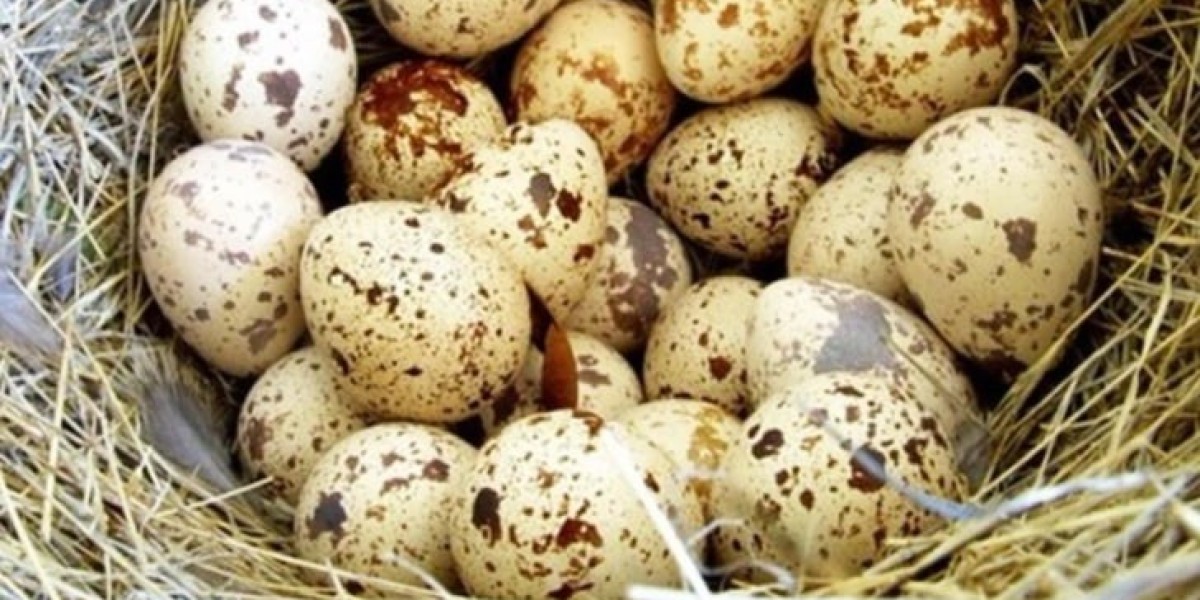 Packed with nutrients in quail eggs, know 5 benefits