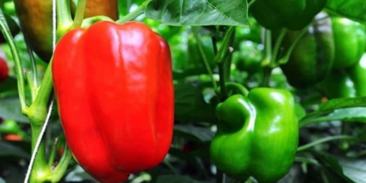 Cultivate Capsicum all year round on the roof of the house, learn the method