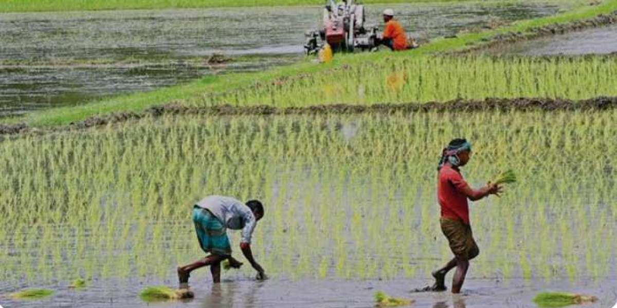 কৃষি কাজ হলো খাদ্য উৎপাদনের অন্যতম প্রধান মাধ্যম। এটি ফসল উৎপাদন, পশুপালন, এবং মৎস্যচাষের মতো বিভিন্ন কার্যক্রম নিয়ে গঠ