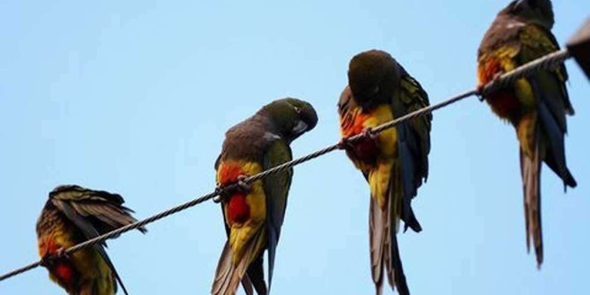 Argentine city struggles to stop parrot invasion