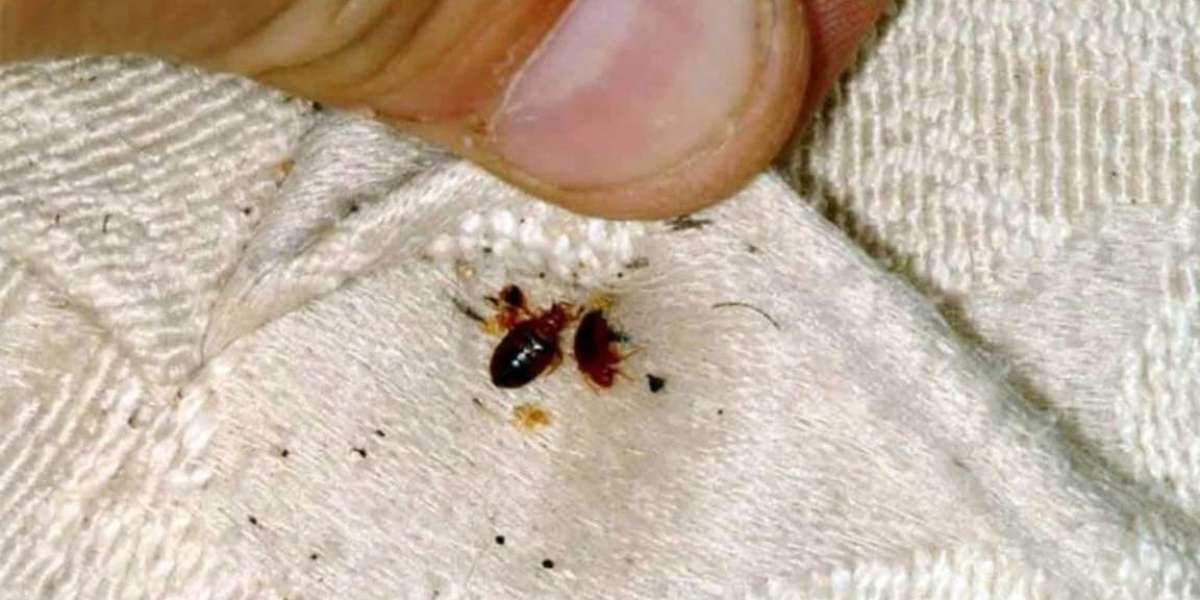 2 Great Ways to Get Rid of Bed Bugs