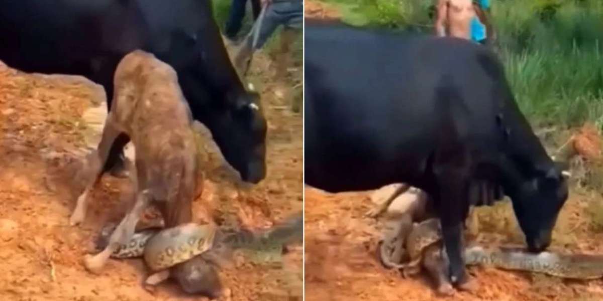 The whole calf was swallowed by the monstrous python, what the mother cow did to save the child