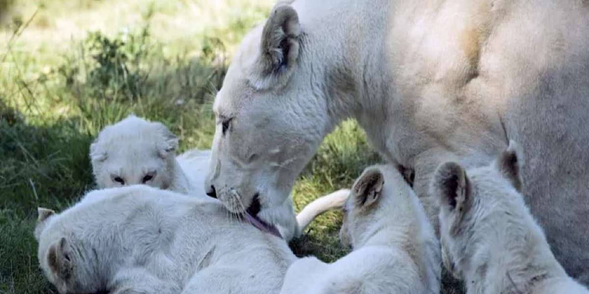 A rare white lion cub was born in a zoo in Pakistan