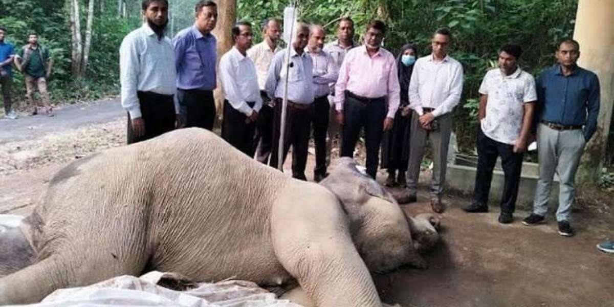 The injured elephant could not be saved after being hit by the train