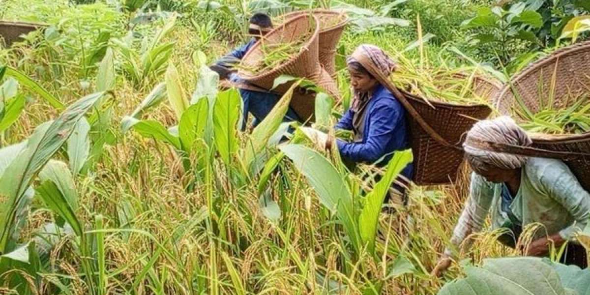 Golden rice swings on the green hills