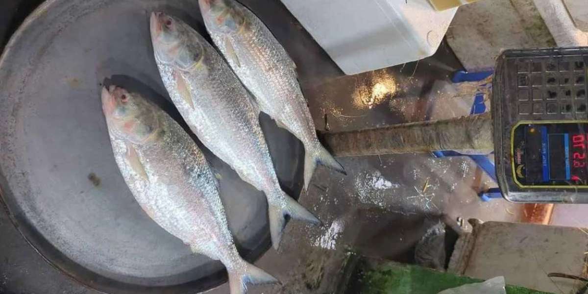 Three hilsa sold for 26 thousand taka!