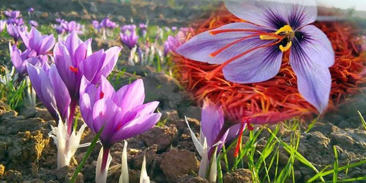 The cost of 1 kg is Rs 4 lakh, the correct method of saffron cultivation