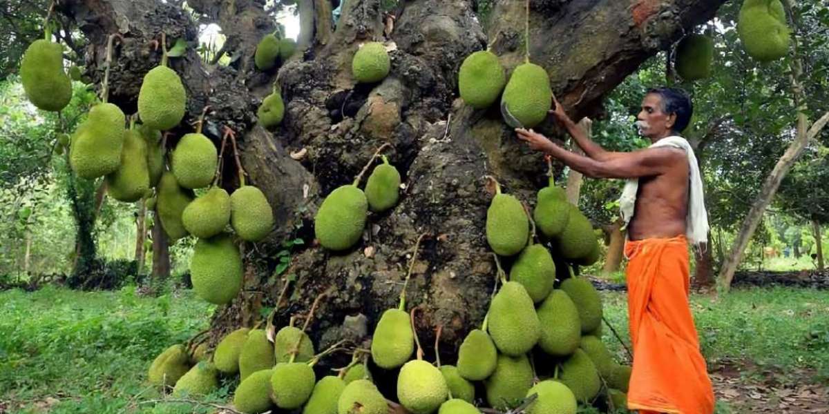 A 200-year-old jackfruit tree still bears hundreds of fruits every year