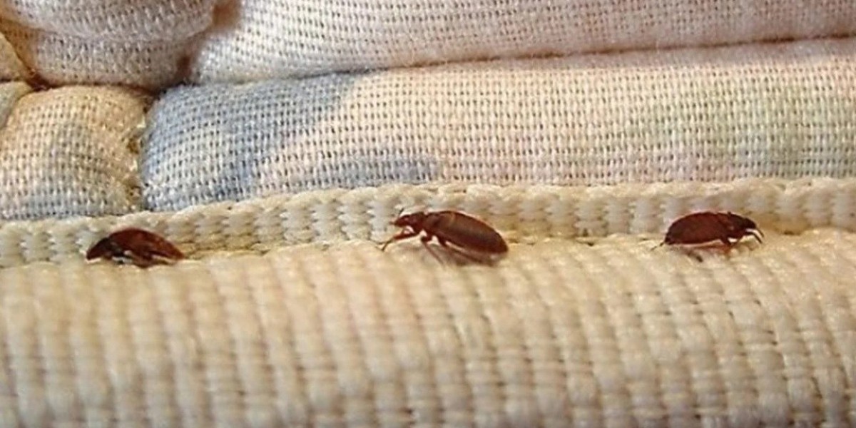 Easy way to get rid of bed bugs forever