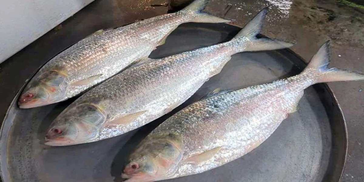 3 hilsa sold at an incredible price