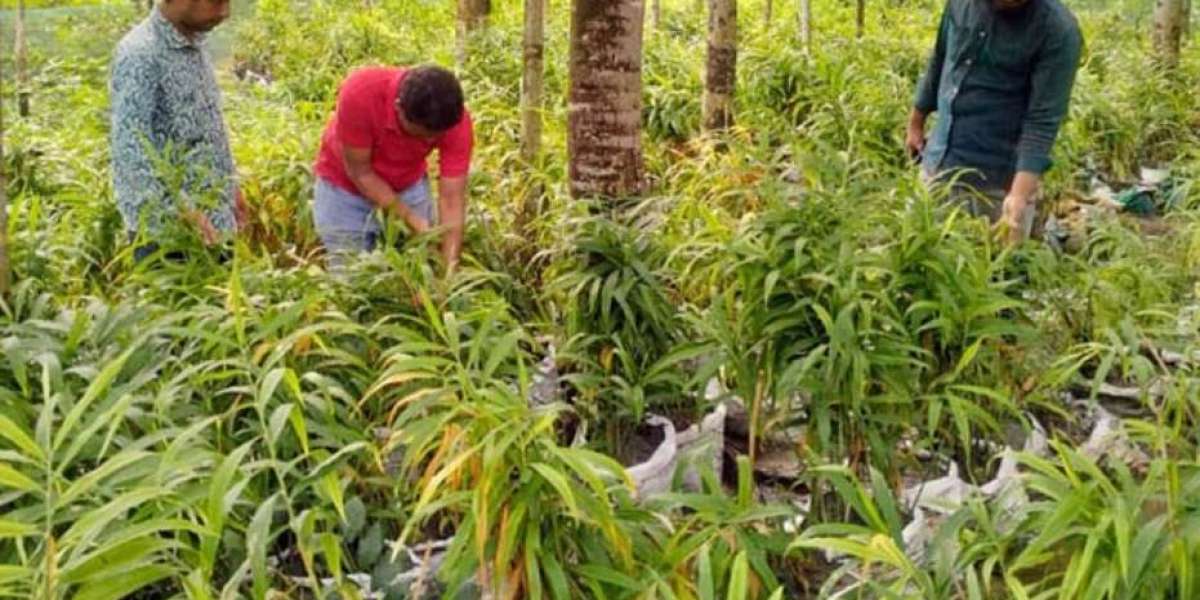 This is the first commercial ginger cultivation in Barisal, the hope of profit of the farmer