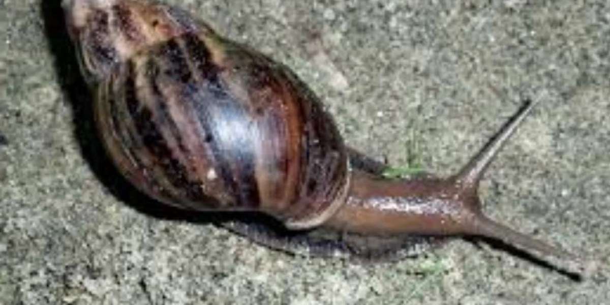 Outbreak of African Giant Snail in Kishoreganj, very harmful to crops