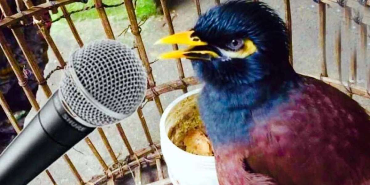 Shalik bird spoke in human voice