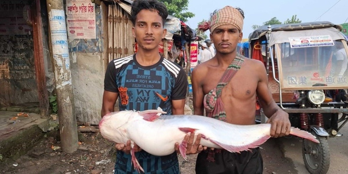 13 and a half kg pangas was caught in Payra river