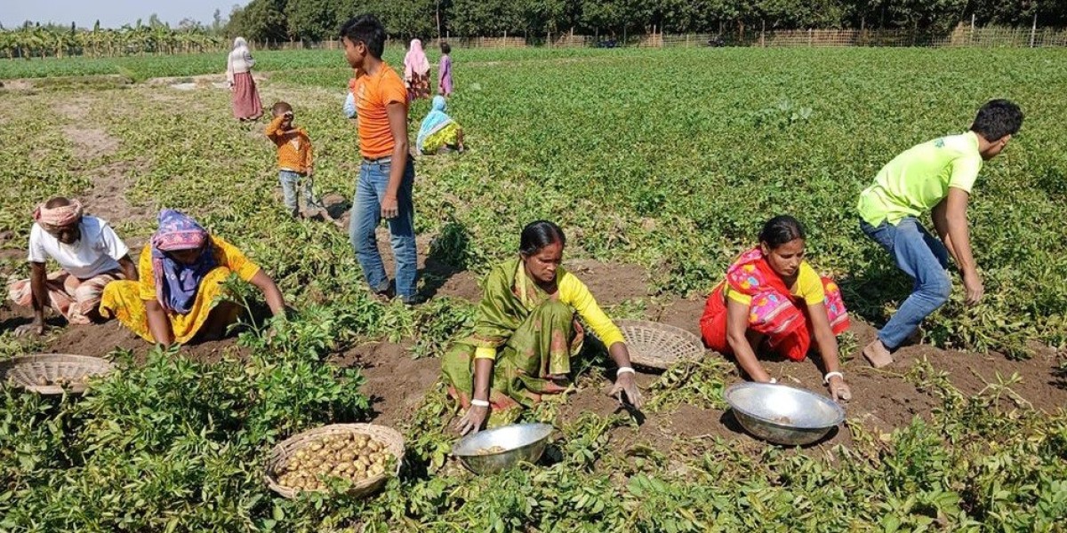 Farmers are happy to get more profit from early potatoes