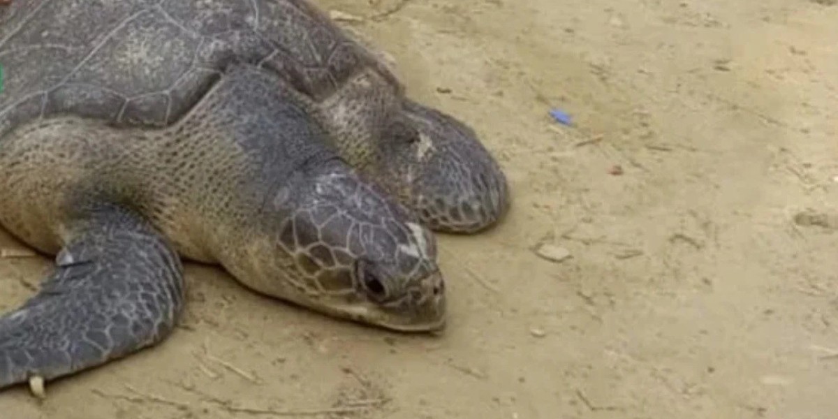 A 200-year-old rare tortoise was recovered from the neck of Patuakhali