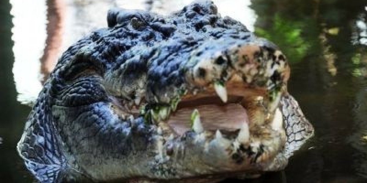 World's largest captive crocodile dies