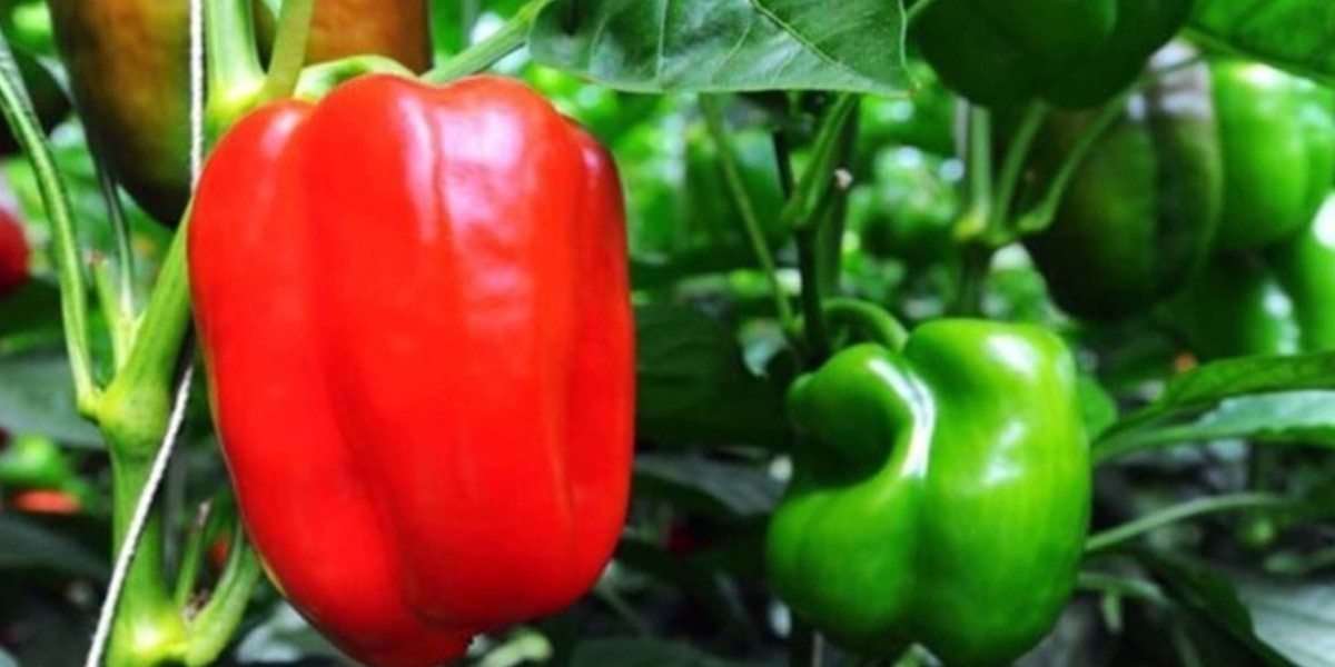 12 Months A Few Simple Tips For Capsicum Cultivation