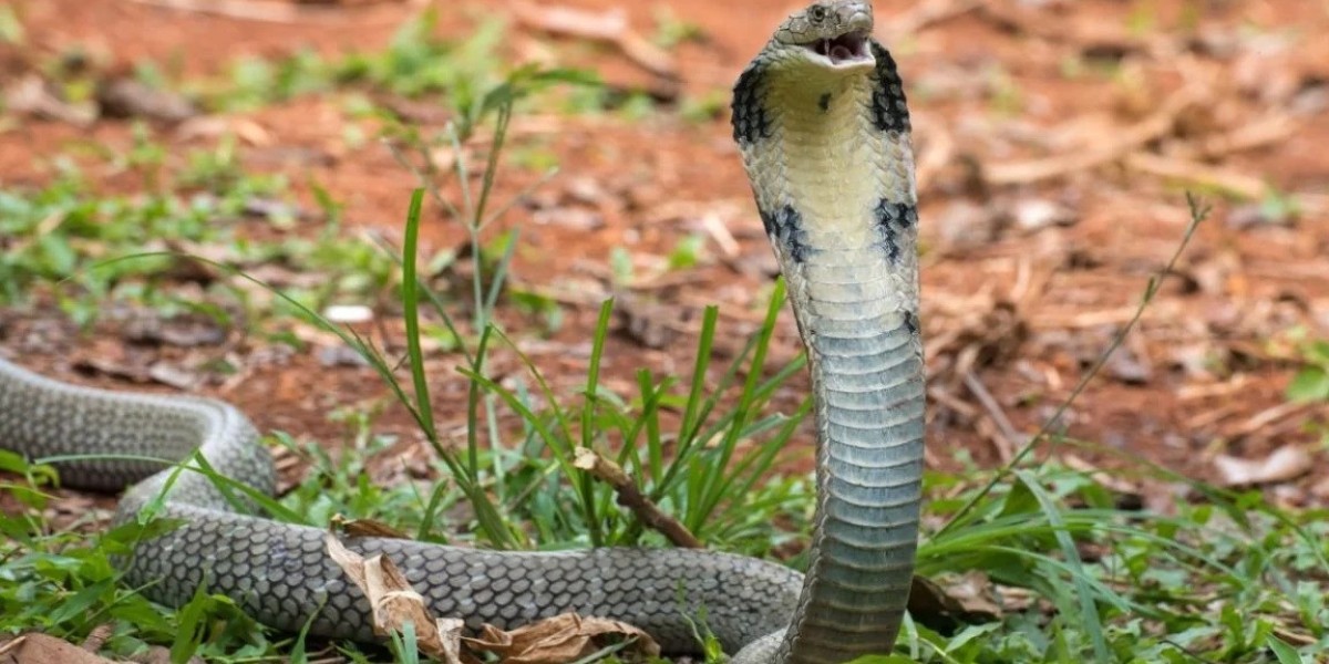 Solution to King Cobra or Rajgokhra mystery